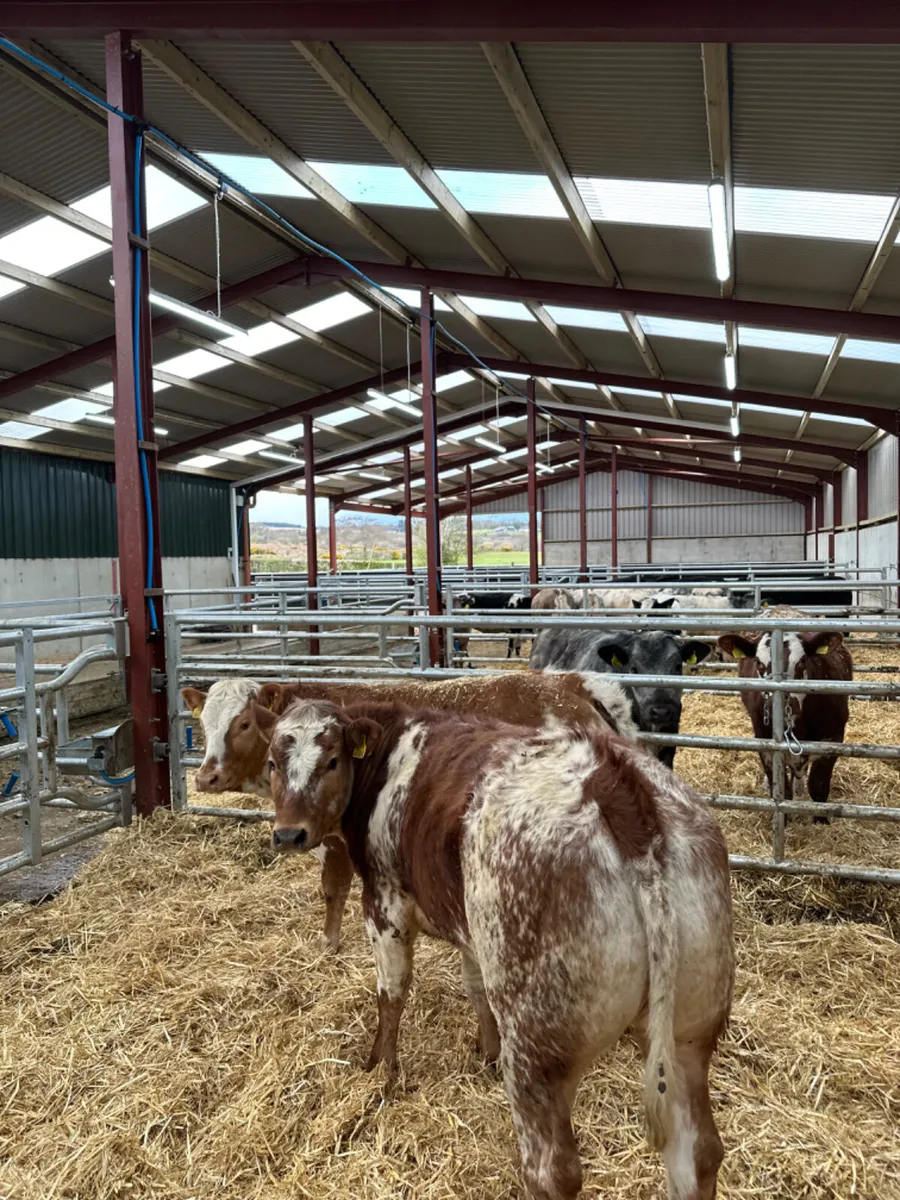 Roaned heifers - Image 4