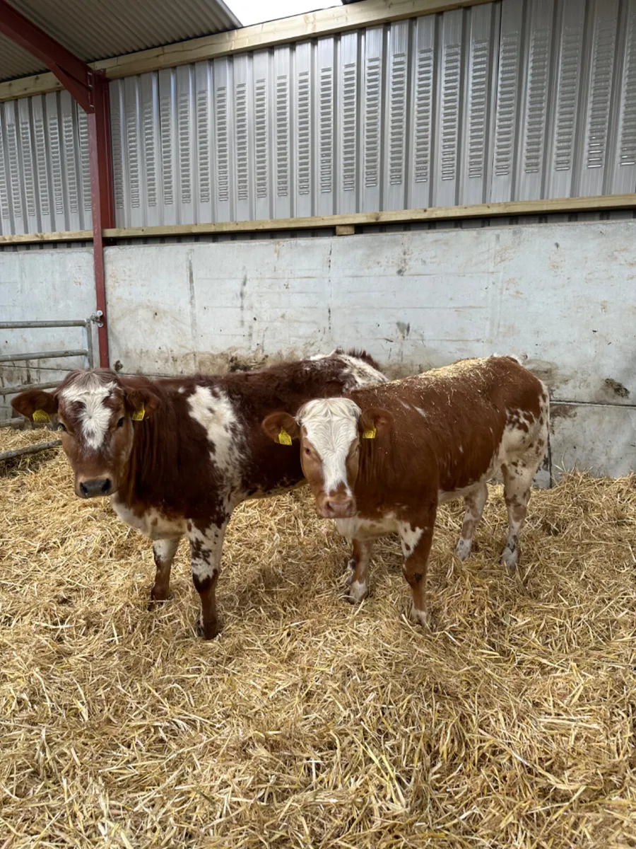 Roaned heifers - Image 1