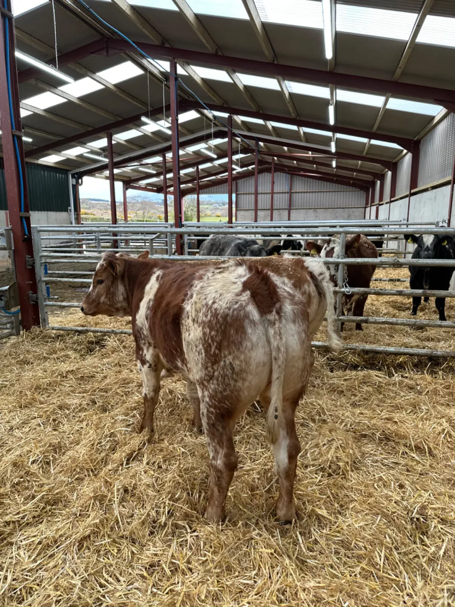 Roaned heifers - Image 3