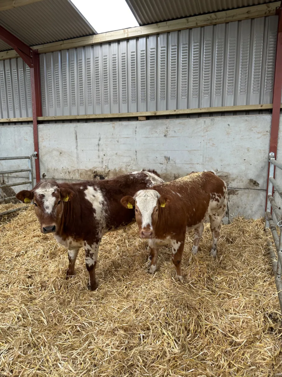 Roaned heifers - Image 2