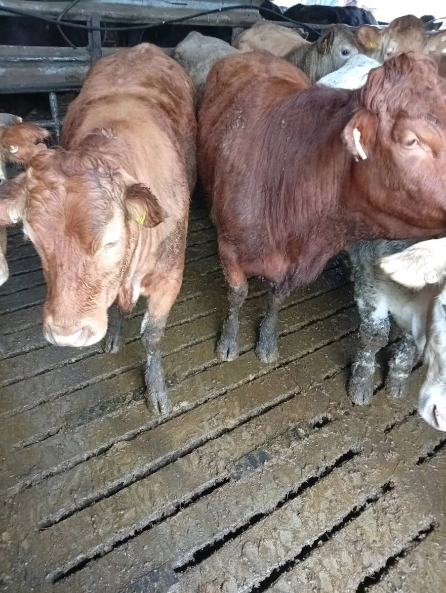 5 lovely continental organic heifers for sale in B - Image 4