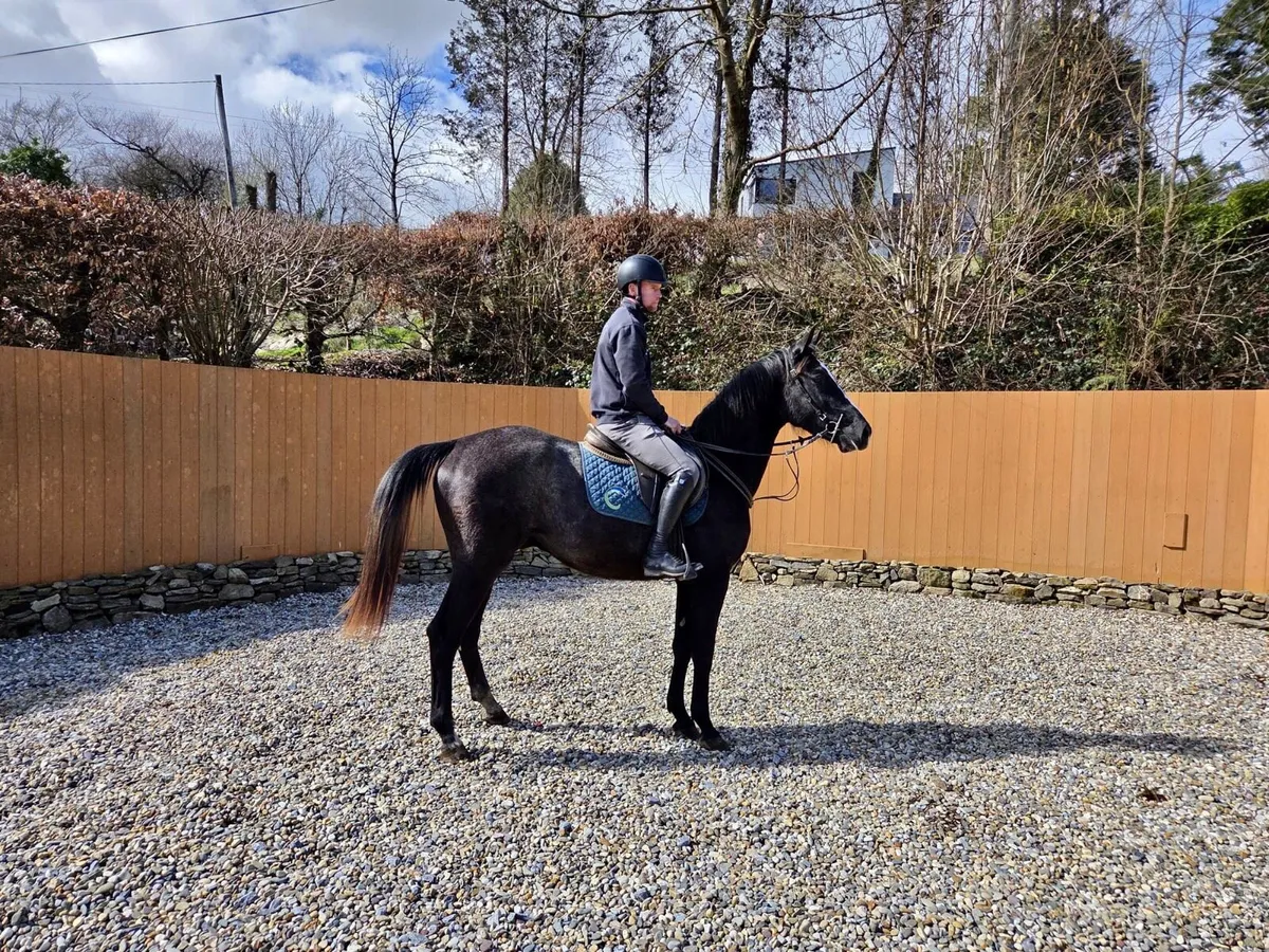 3 year old gelding by Rock n Roll Ter Putte - Image 1