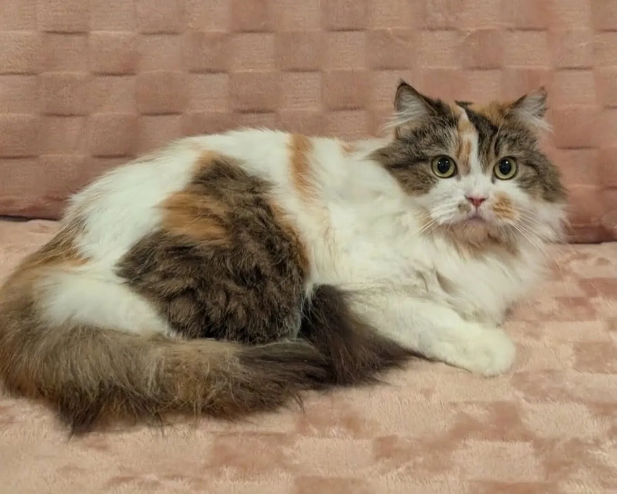 Beautiful British kitty - Image 1