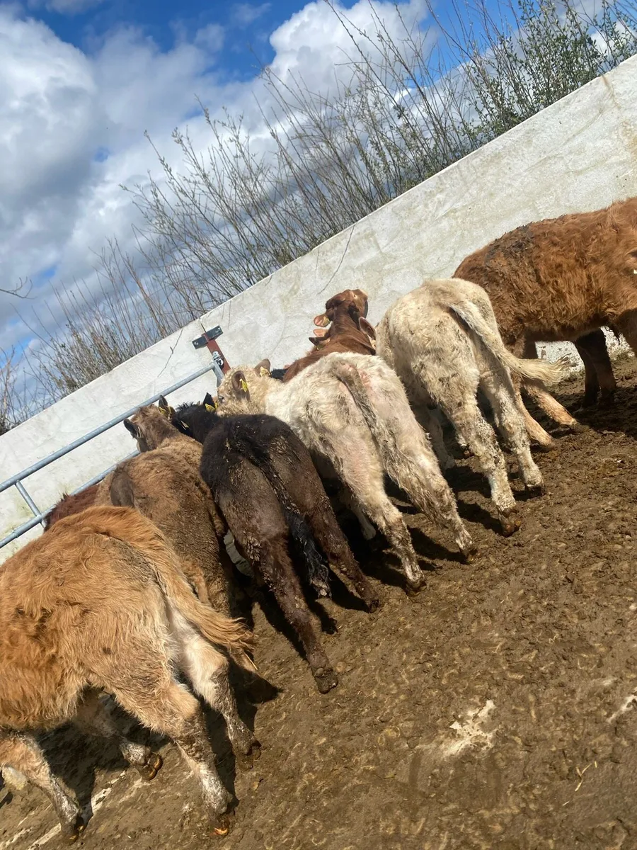 12 super suckler bred heifer weanlings - Image 1