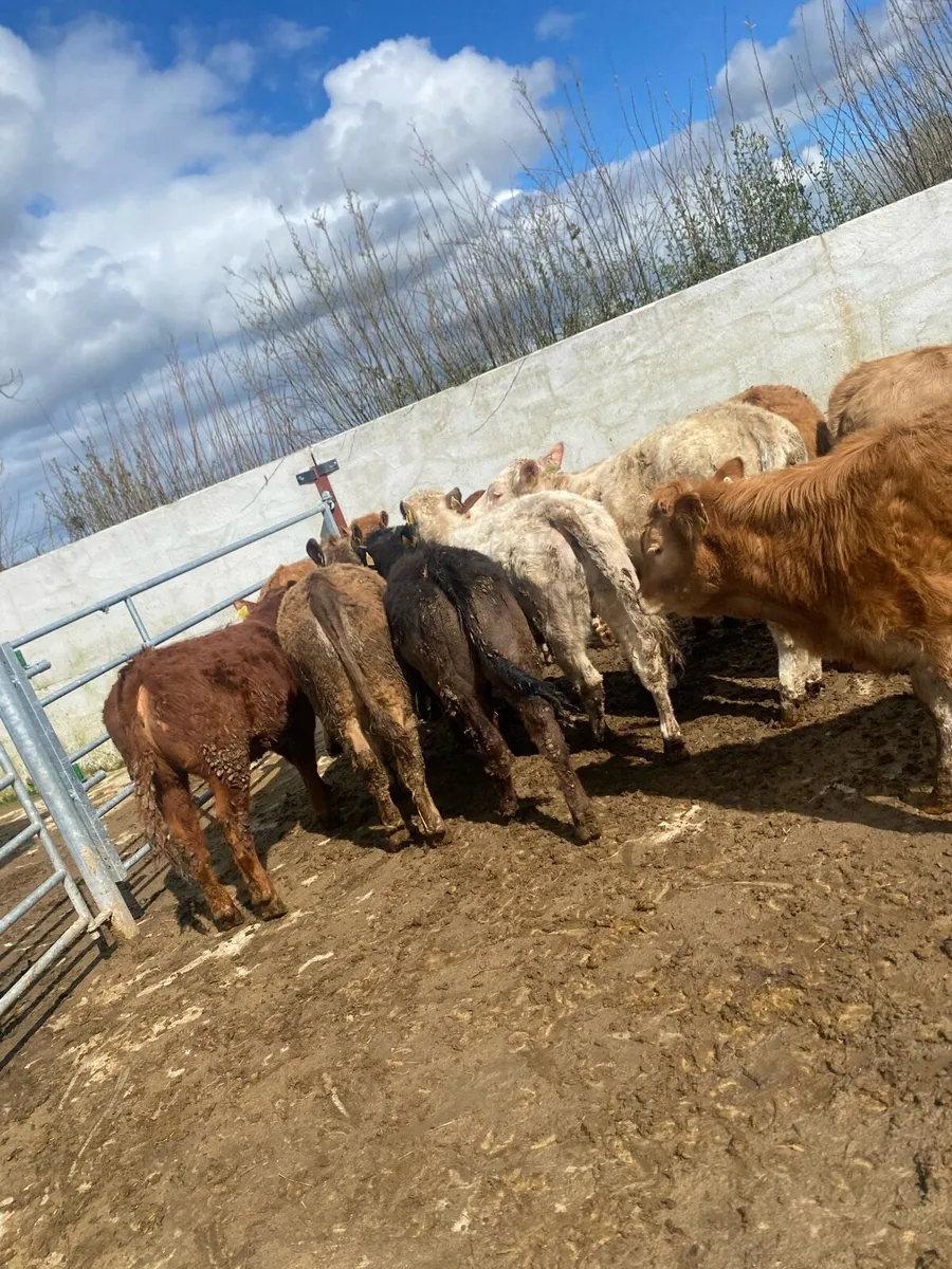12 super suckler bred heifer weanlings - Image 2