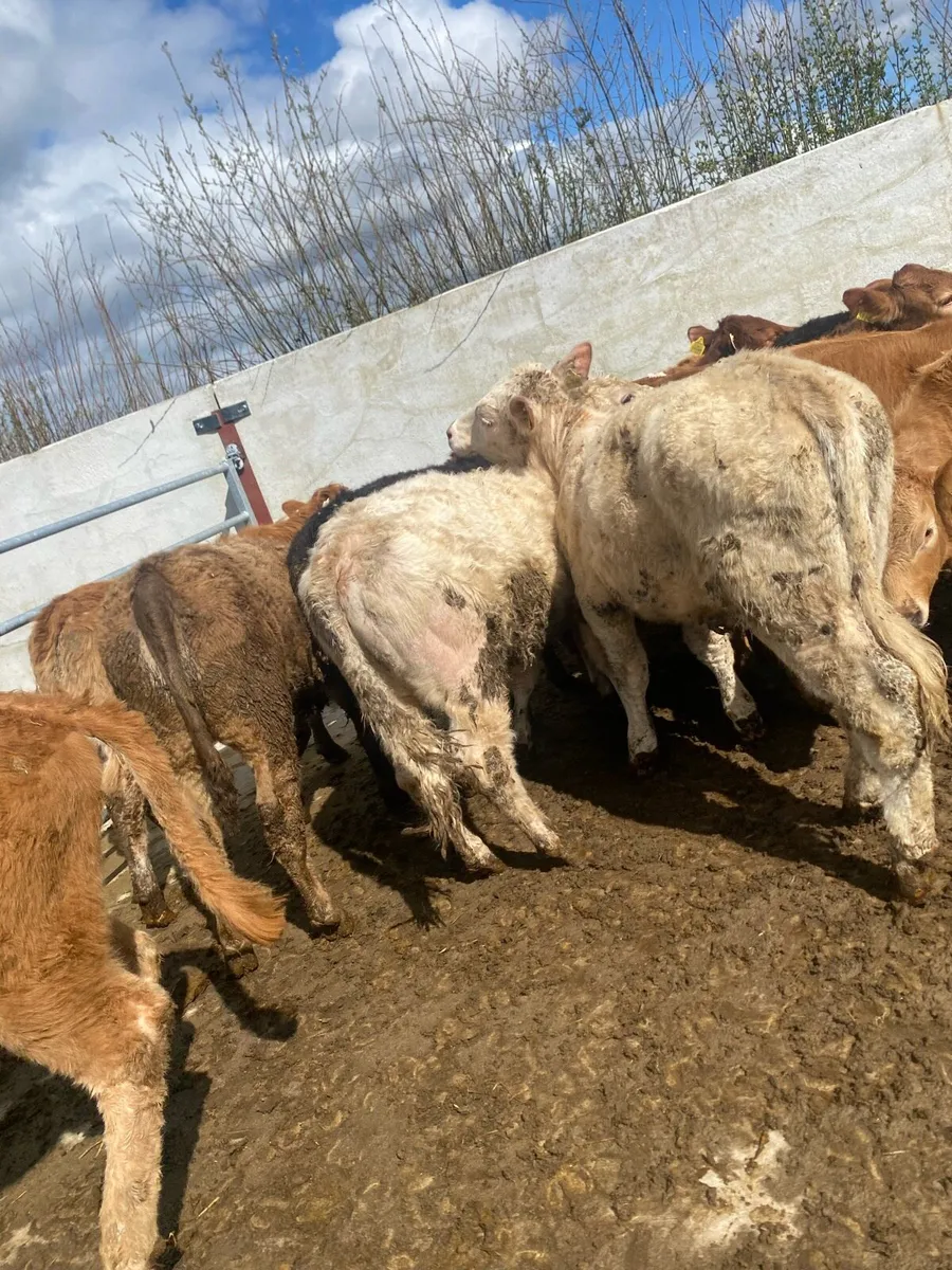 12 super suckler bred heifer weanlings - Image 3