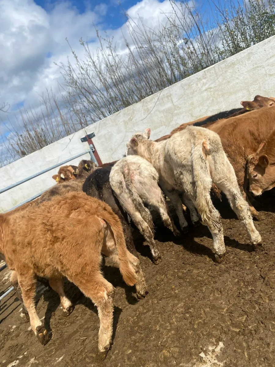 12 super suckler bred heifer weanlings - Image 4