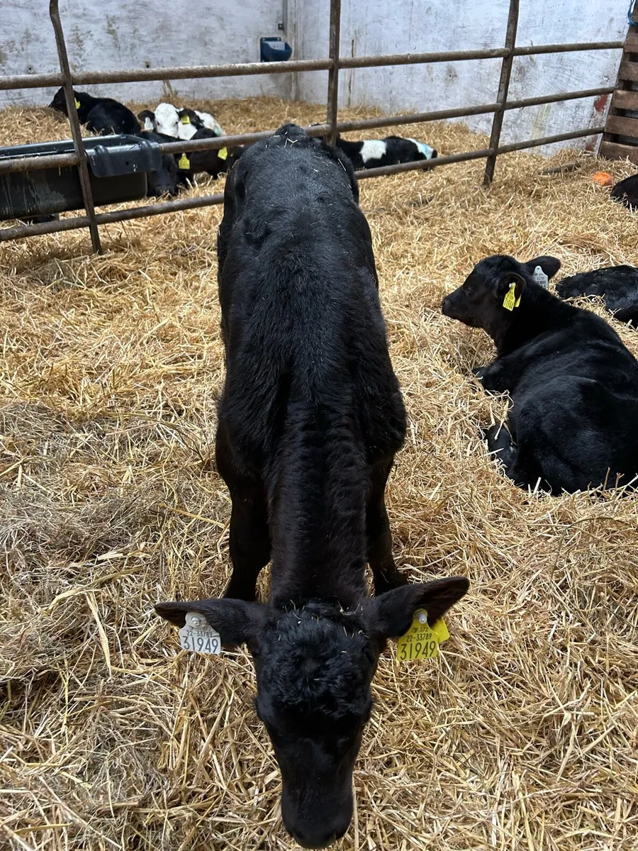 2-4 week - Angus/Hereford calves - Image 1