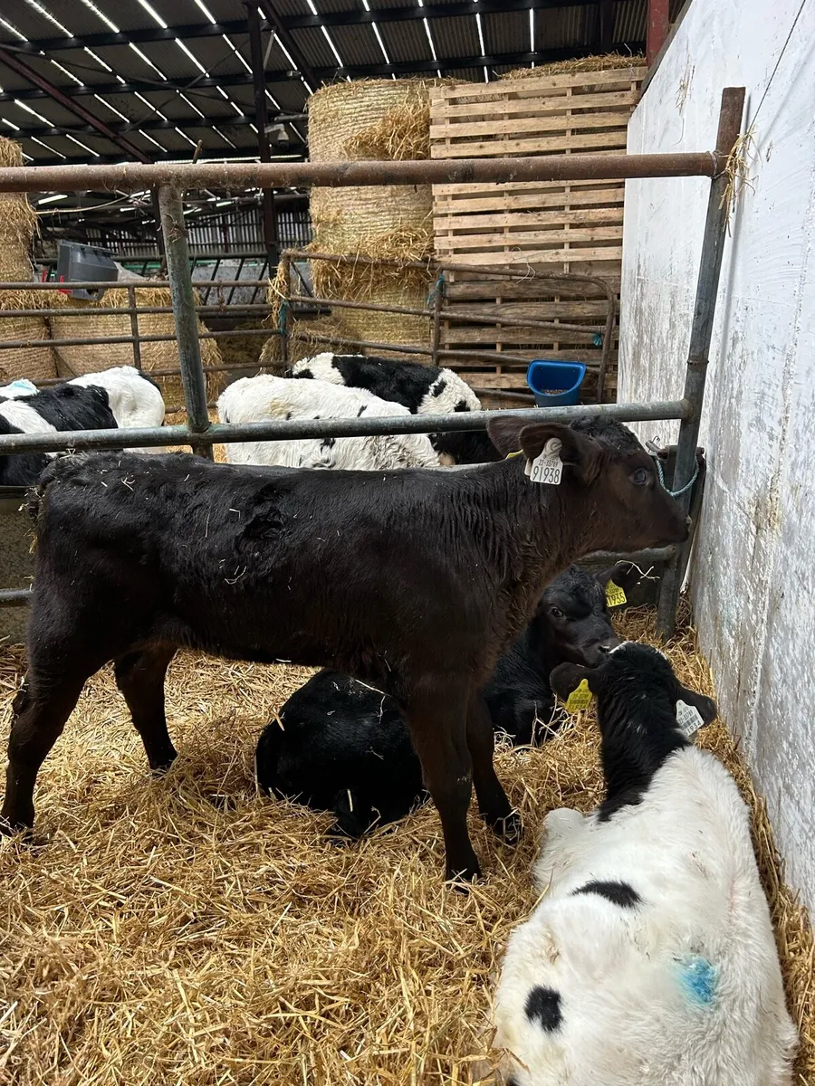 2-4 week - Angus/Hereford calves - Image 2