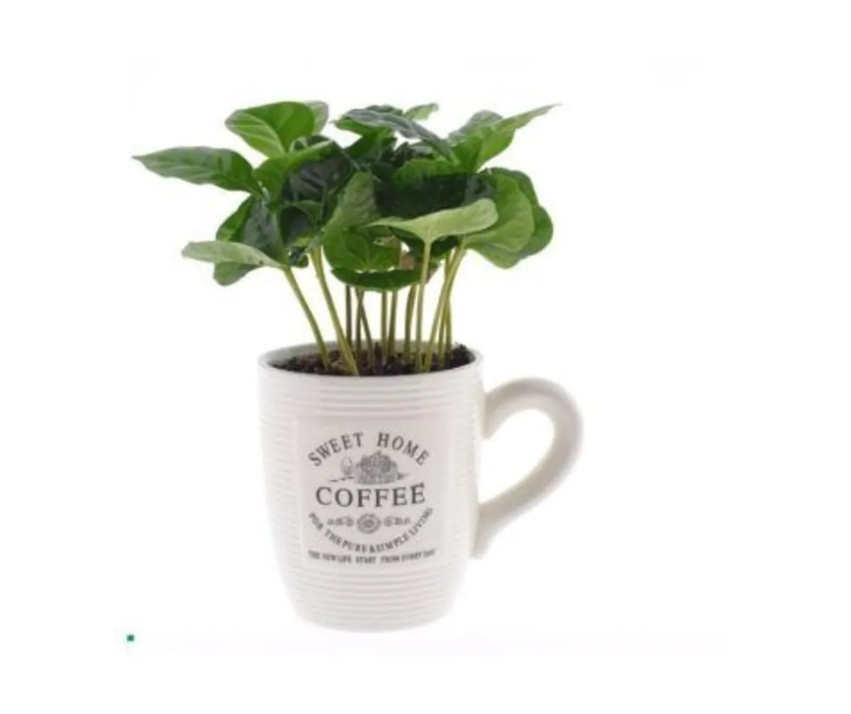 Indoor Plants  - Coffea Arabica