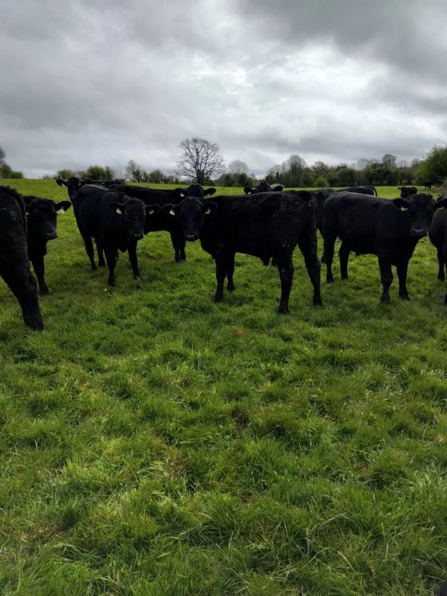 Yearling bullocks - Image 1