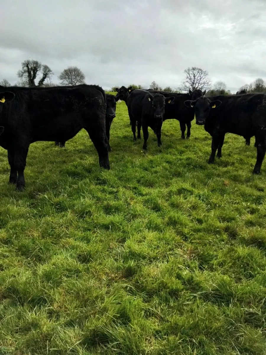 Yearling bullocks - Image 2