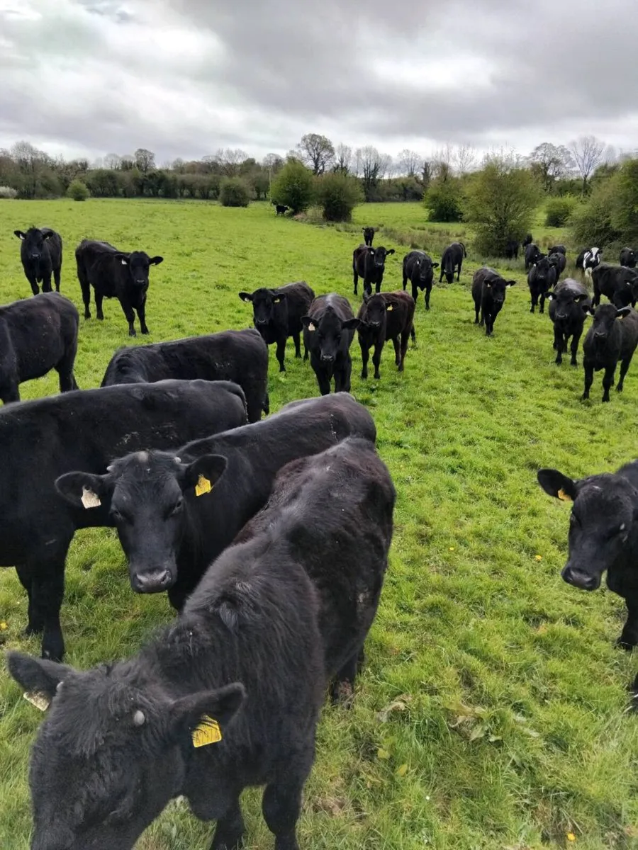Yearling bullocks - Image 3