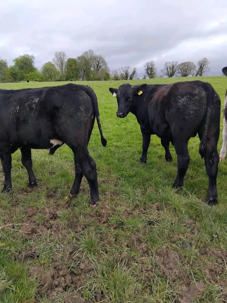 Yearling bullocks - Image 4