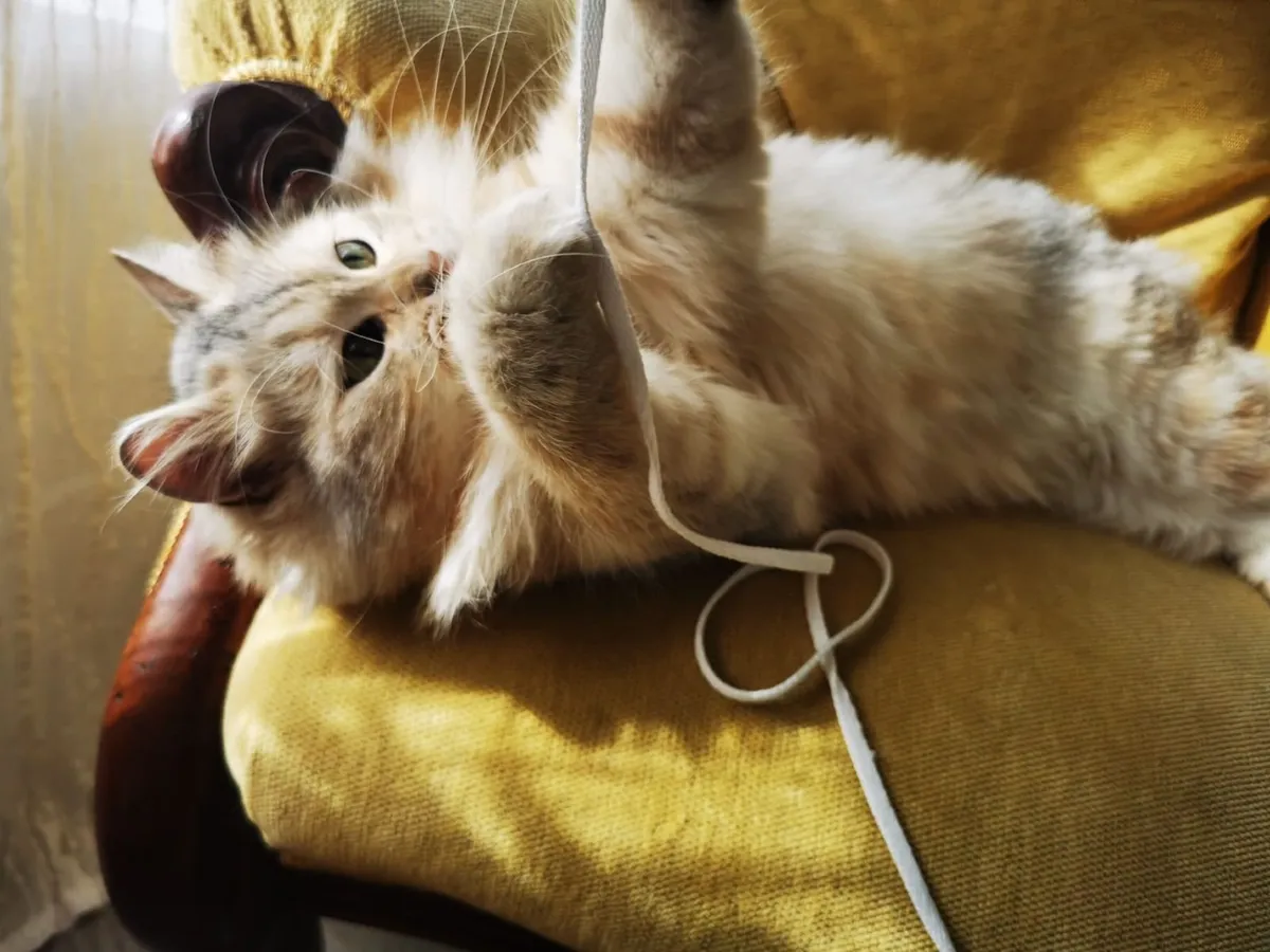 Siberian kittens - Image 1