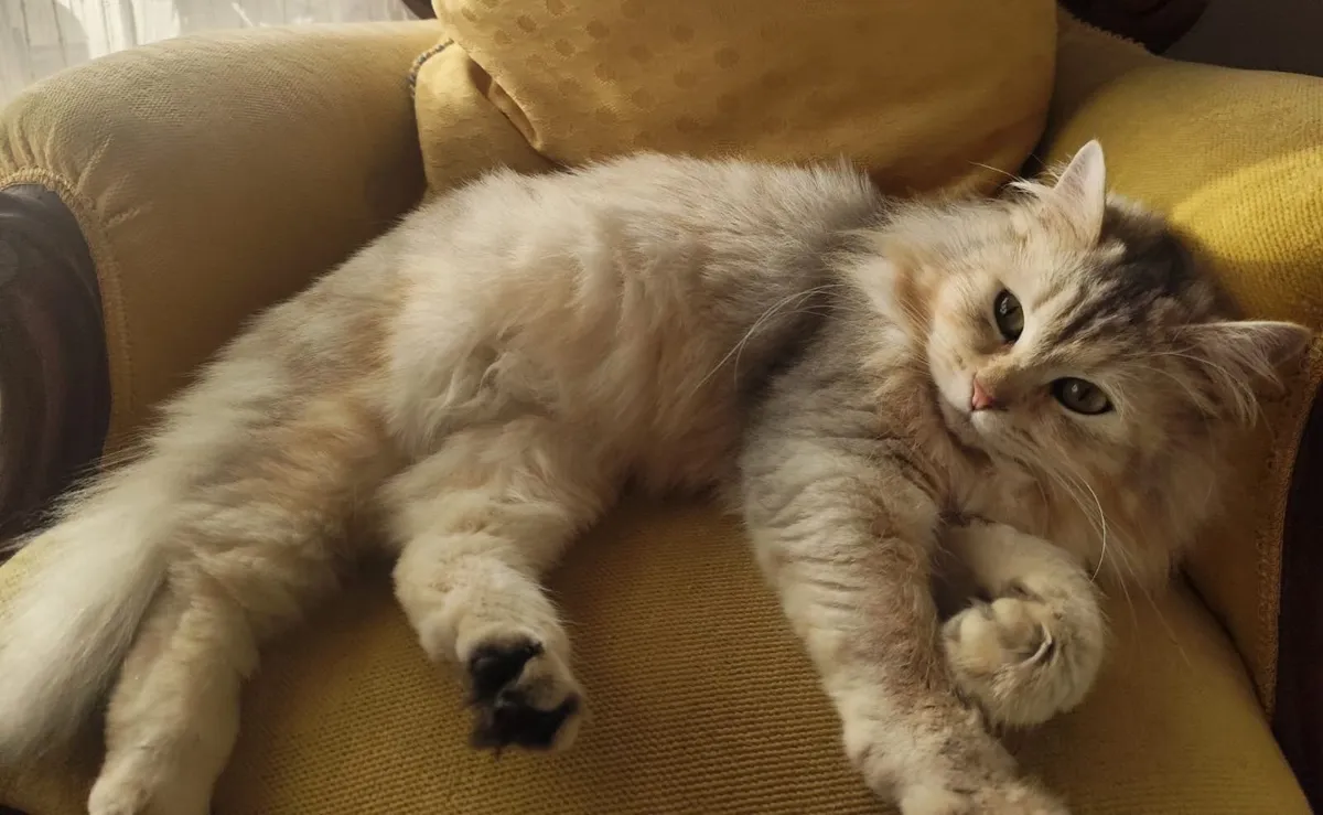 Siberian kittens - Image 3