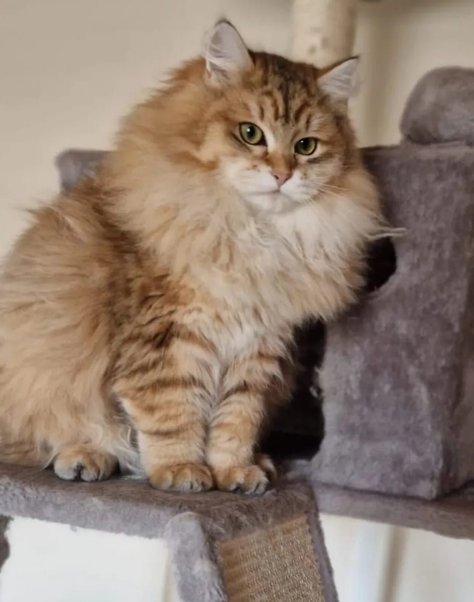 Siberian kittens - Image 4