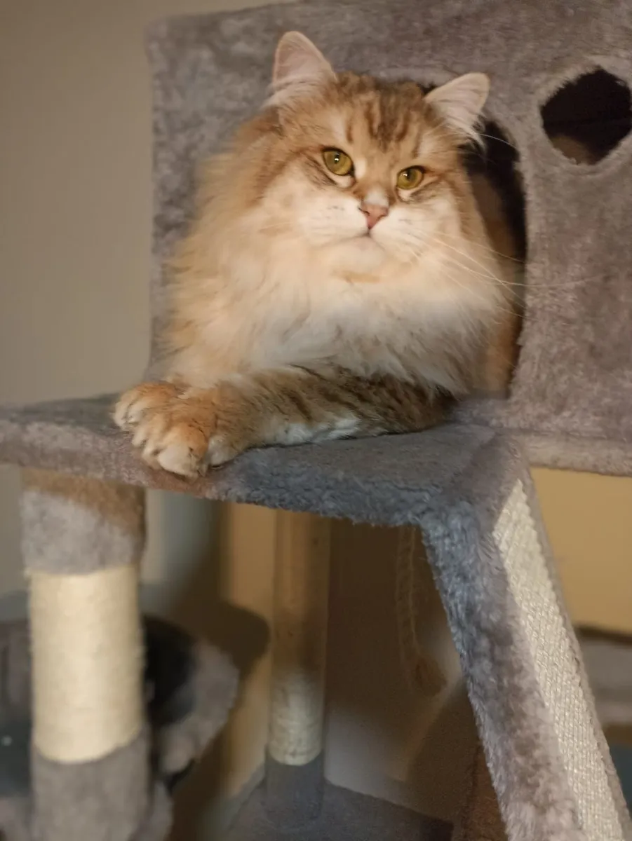 Siberian kittens - Image 2