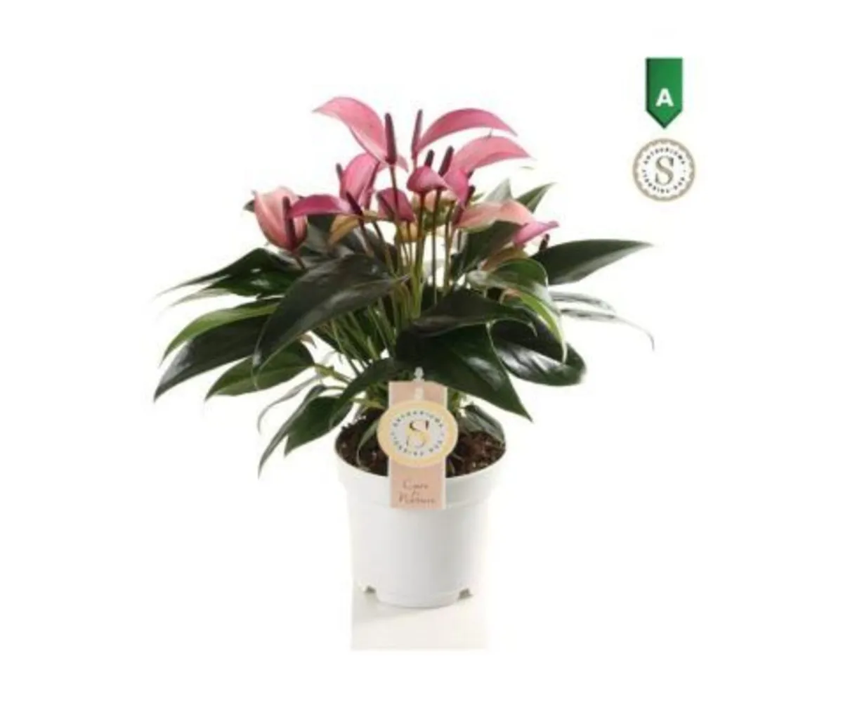 Anthurium and. “Zizou