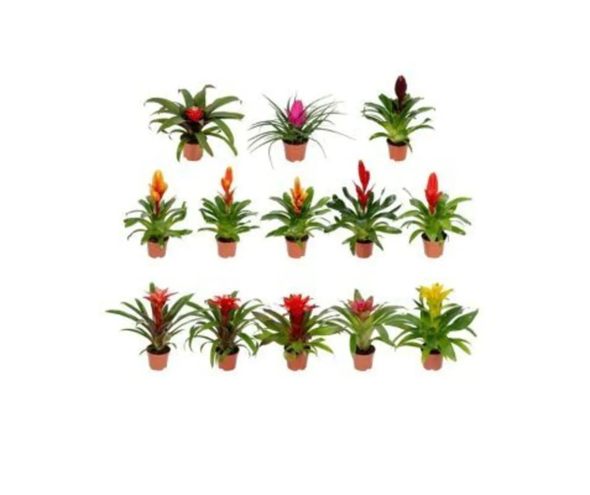Indoor Plants -  Bromelia