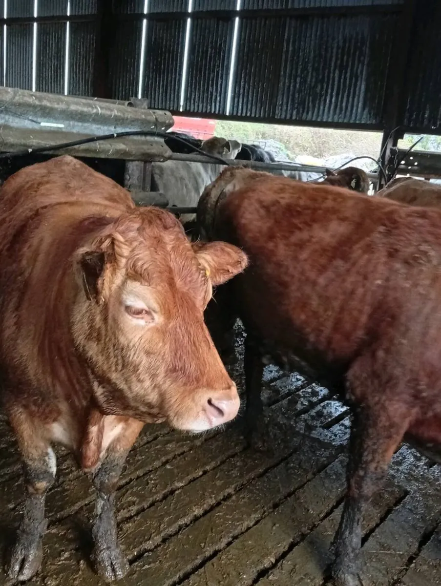 5 lovely continental organic heifers for sale - Image 4