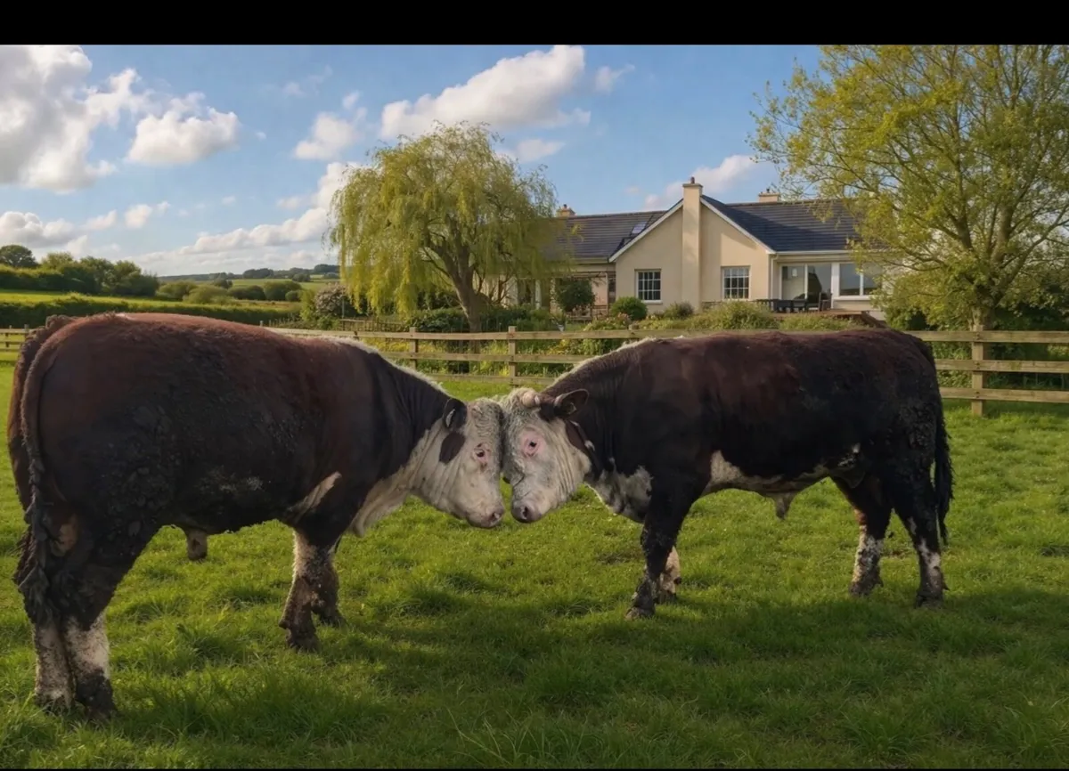 Purebred Hereford Bulls for sale - Image 2