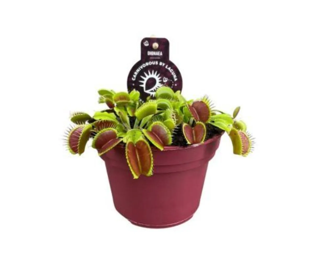 Dionaea muscipula “Venus Flytrap” - Small Clay Pot
