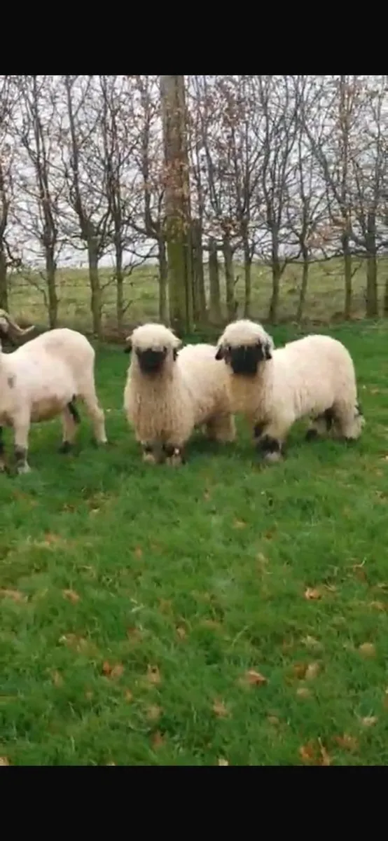 Valais Blacknose twin lambs 22/11/25 for sale - Image 4