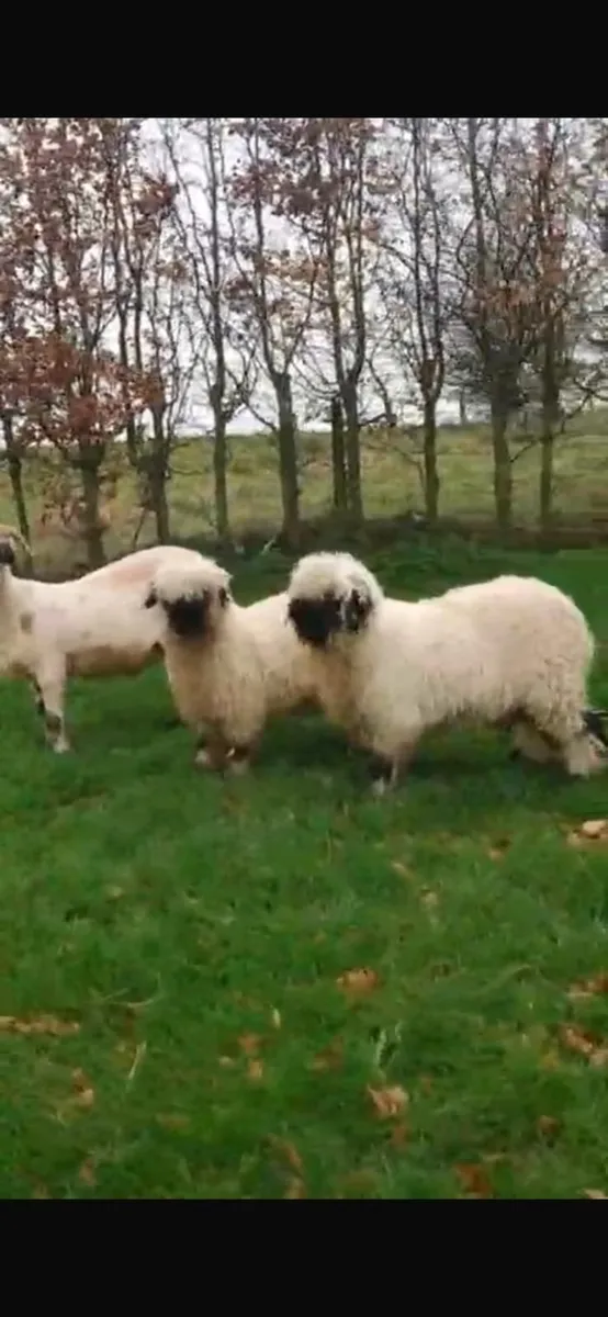 Valais Blacknose twin lambs 22/11/25 for sale - Image 1