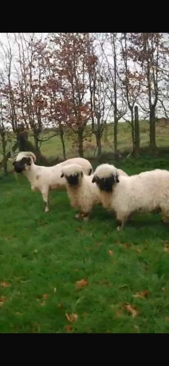 Valais Blacknose twin lambs 22/11/25 for sale - Image 3