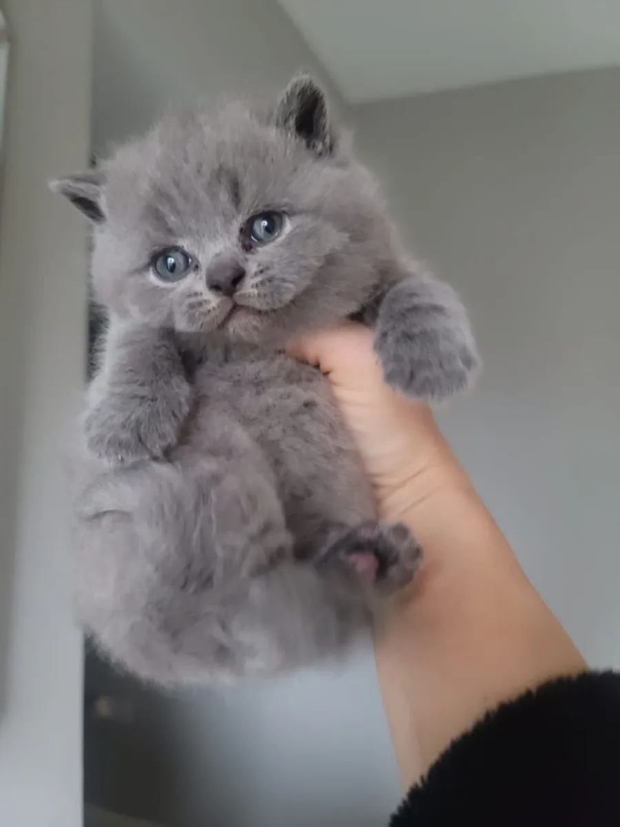 British shorthair kittens - Image 4