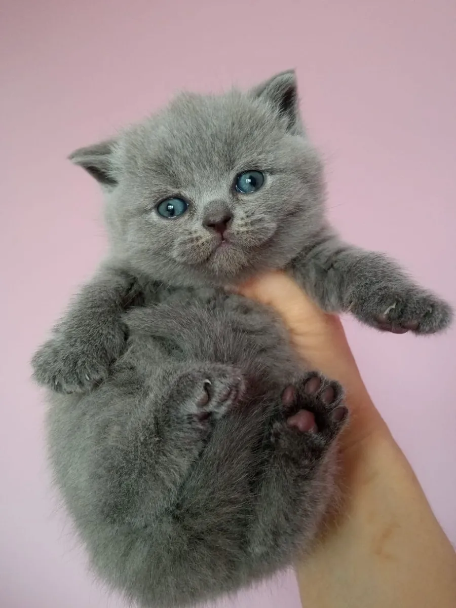 British shorthair kittens - Image 1