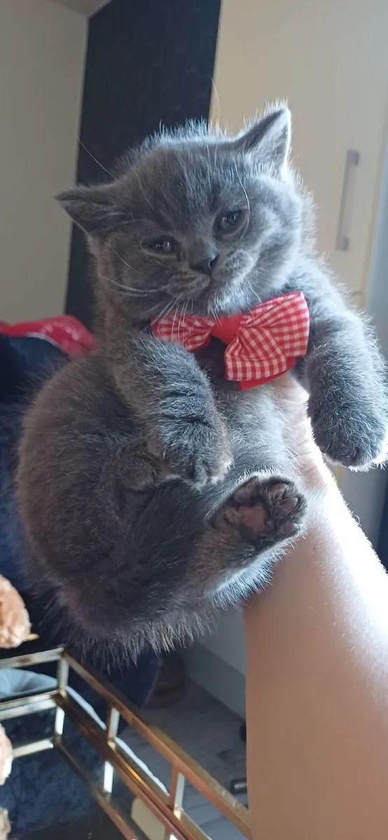 British shorthair kittens - Image 3