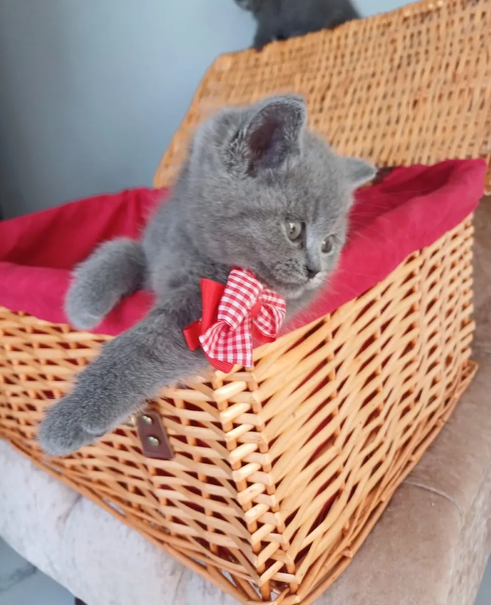British shorthair kittens - Image 2