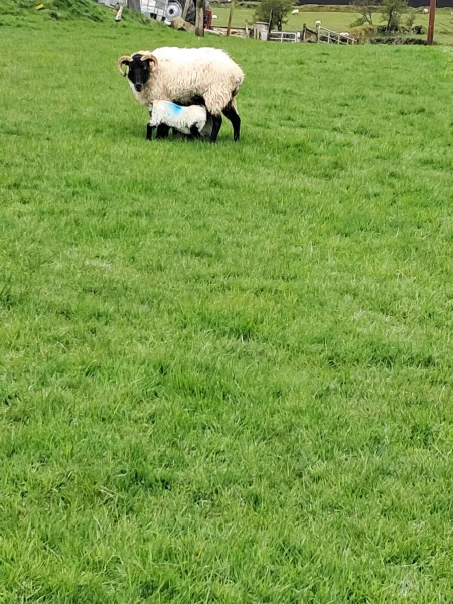 Horned ewes with lambs - Image 1