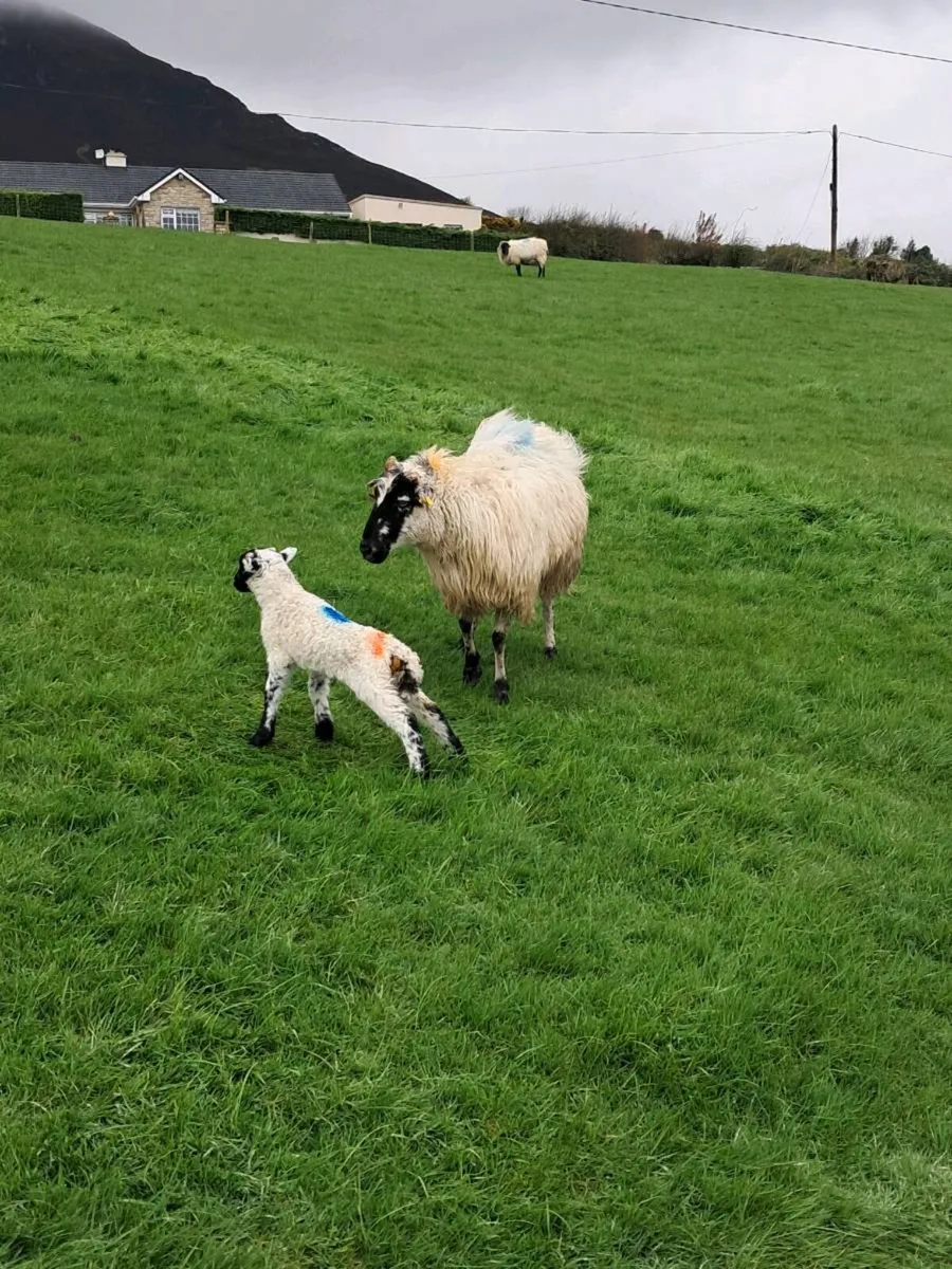Horned ewes with lambs - Image 2