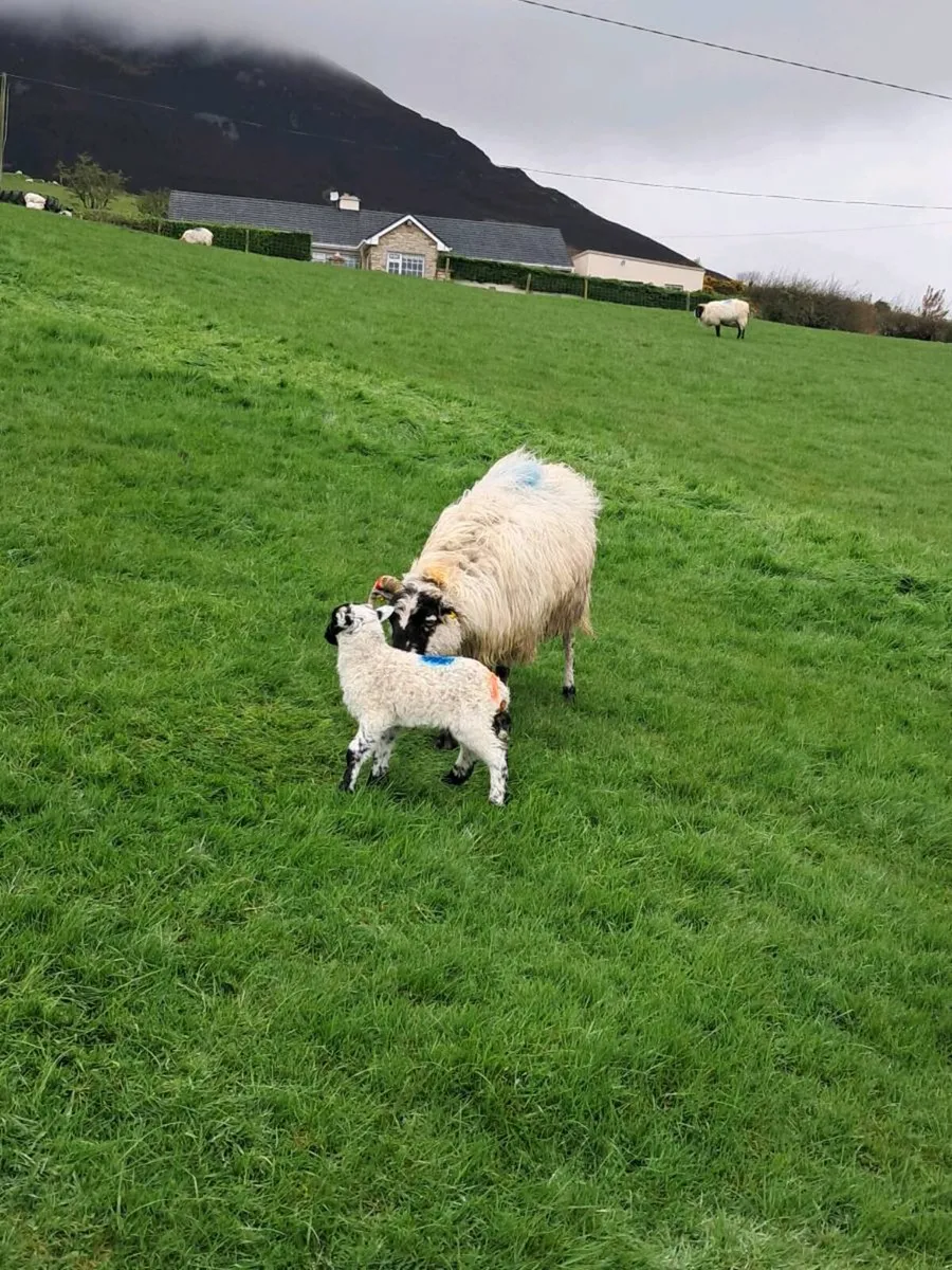 Horned ewes with lambs - Image 3