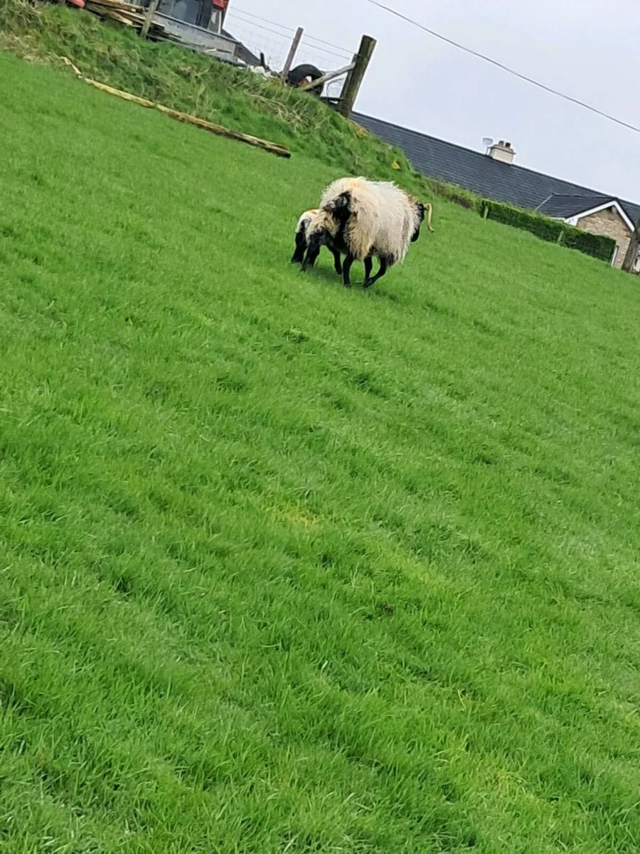 Horned ewes with lambs - Image 4