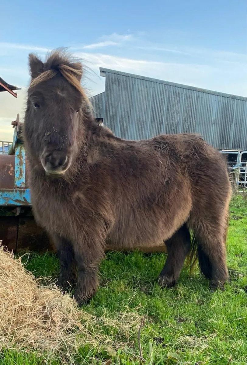 Miniature Gelding for Sale - Image 1