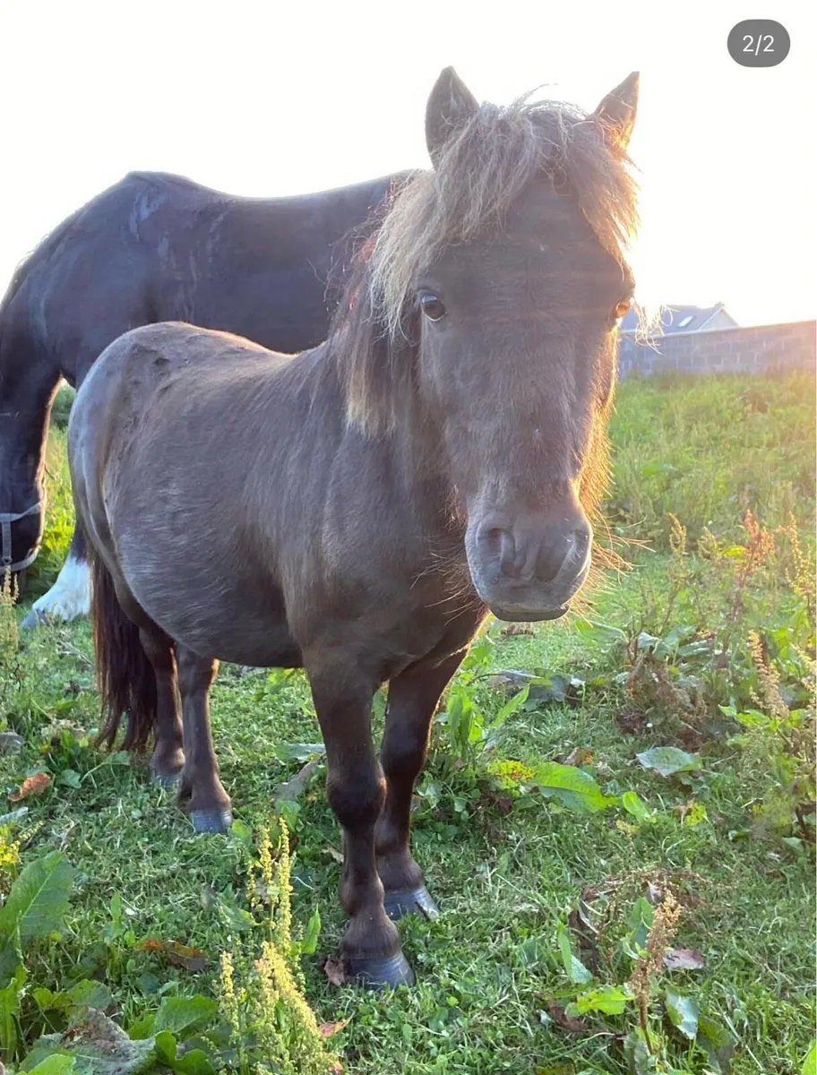 Miniature Gelding for Sale - Image 2