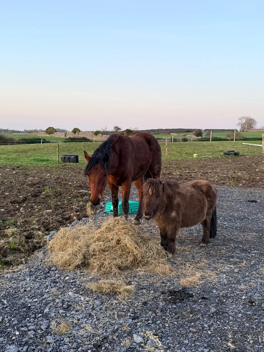 Miniature Gelding for Sale - Image 4