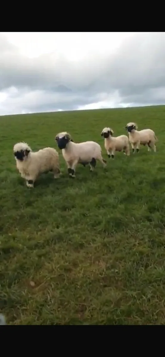 5 Valais Blacknose Breeding Rams for sale - Image 3