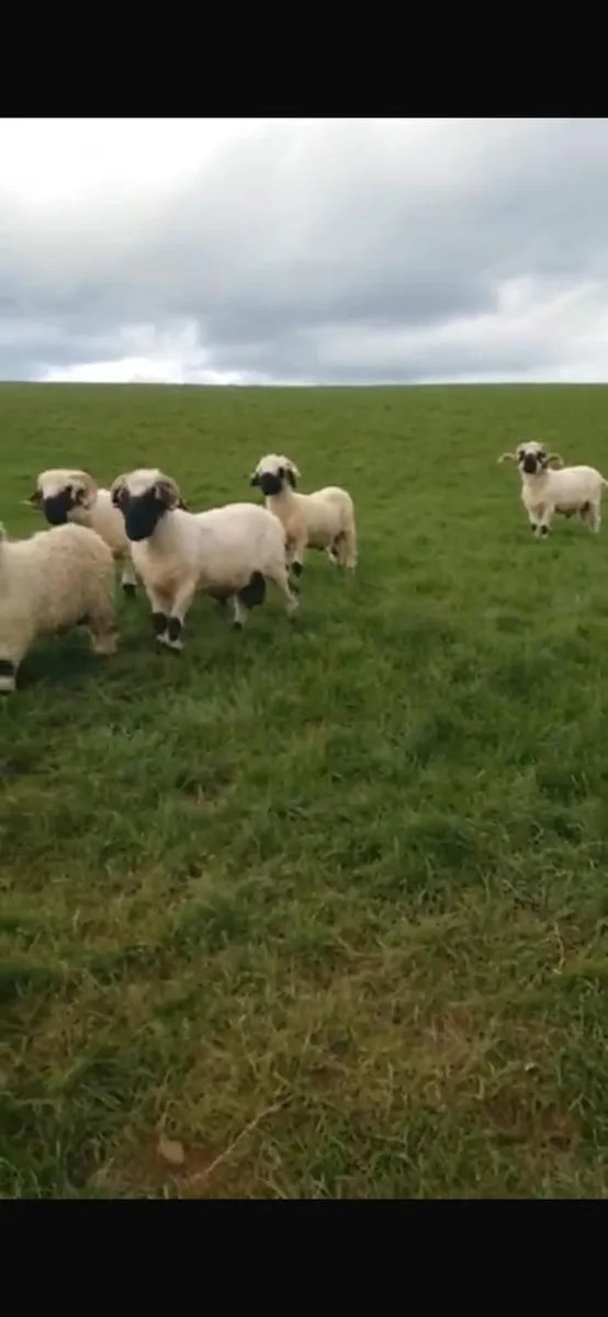 5 Valais Blacknose Breeding Rams for sale - Image 4