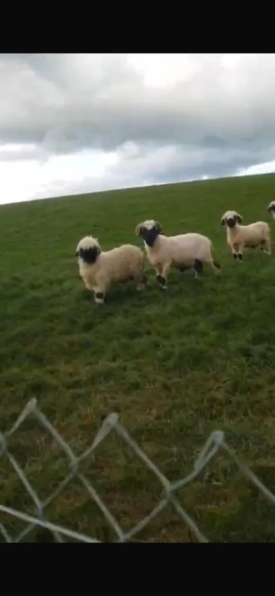 5 Valais Blacknose Breeding Rams for sale - Image 1