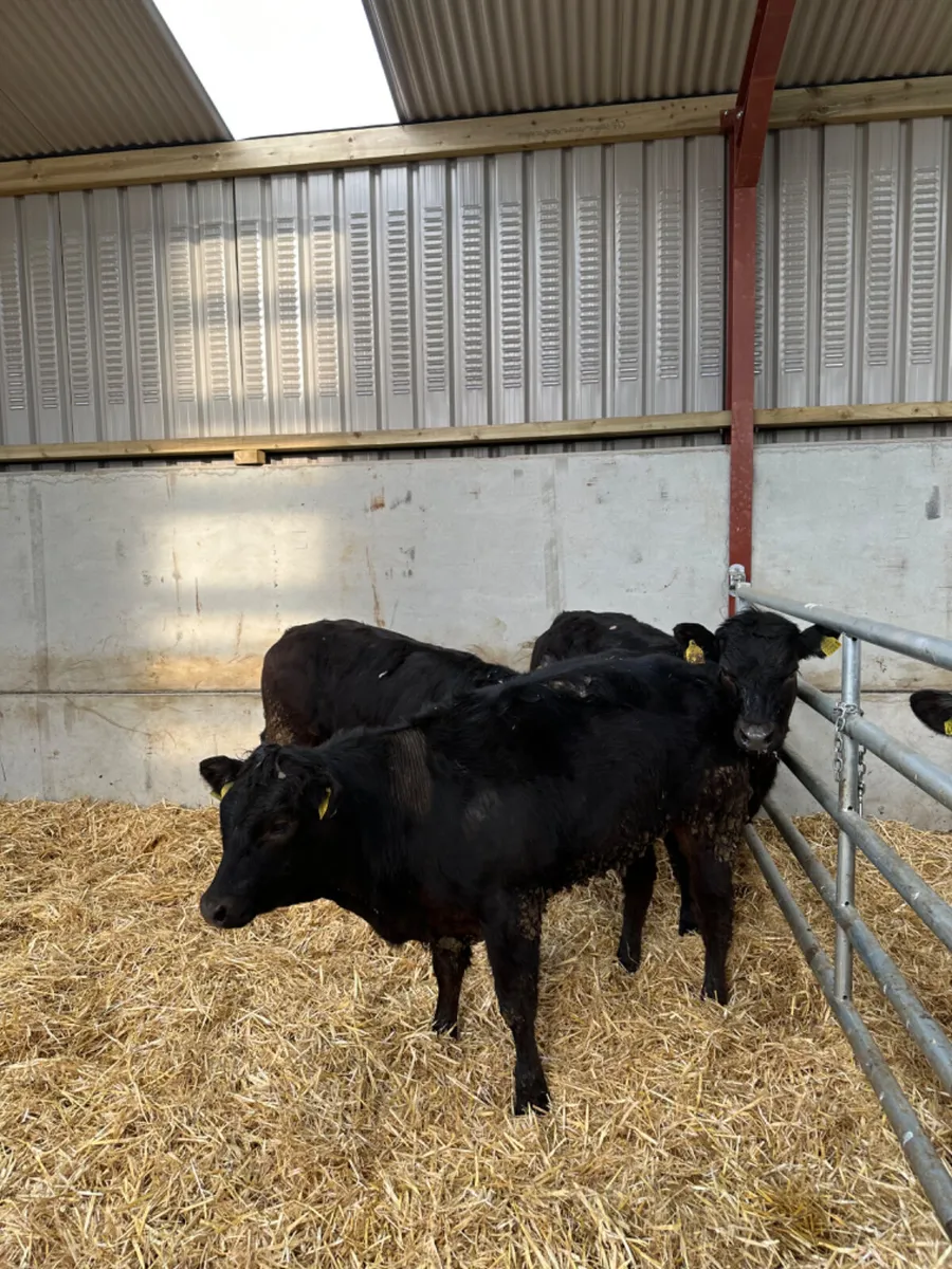 Lim heifers - Image 4