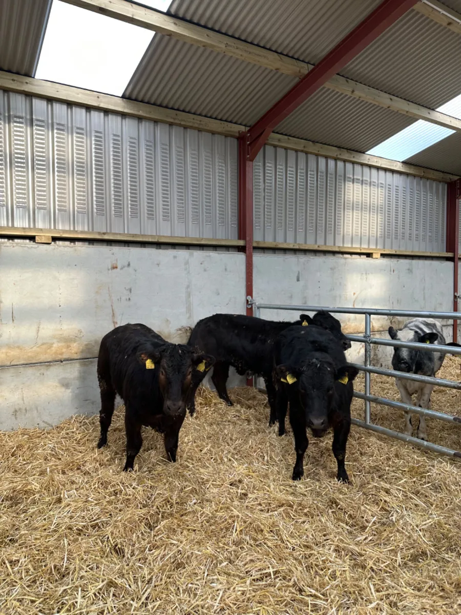 Lim heifers - Image 2