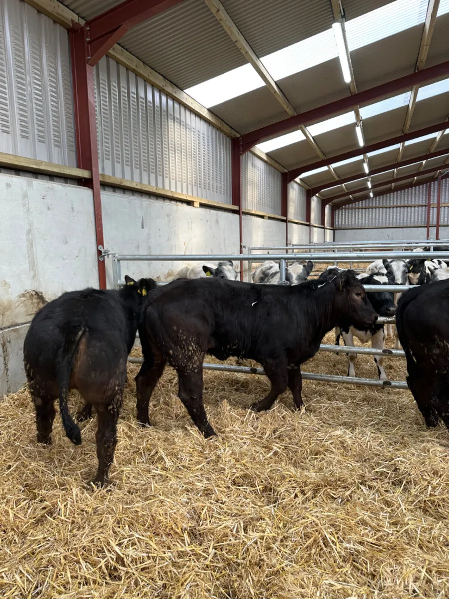 Lim heifers - Image 1