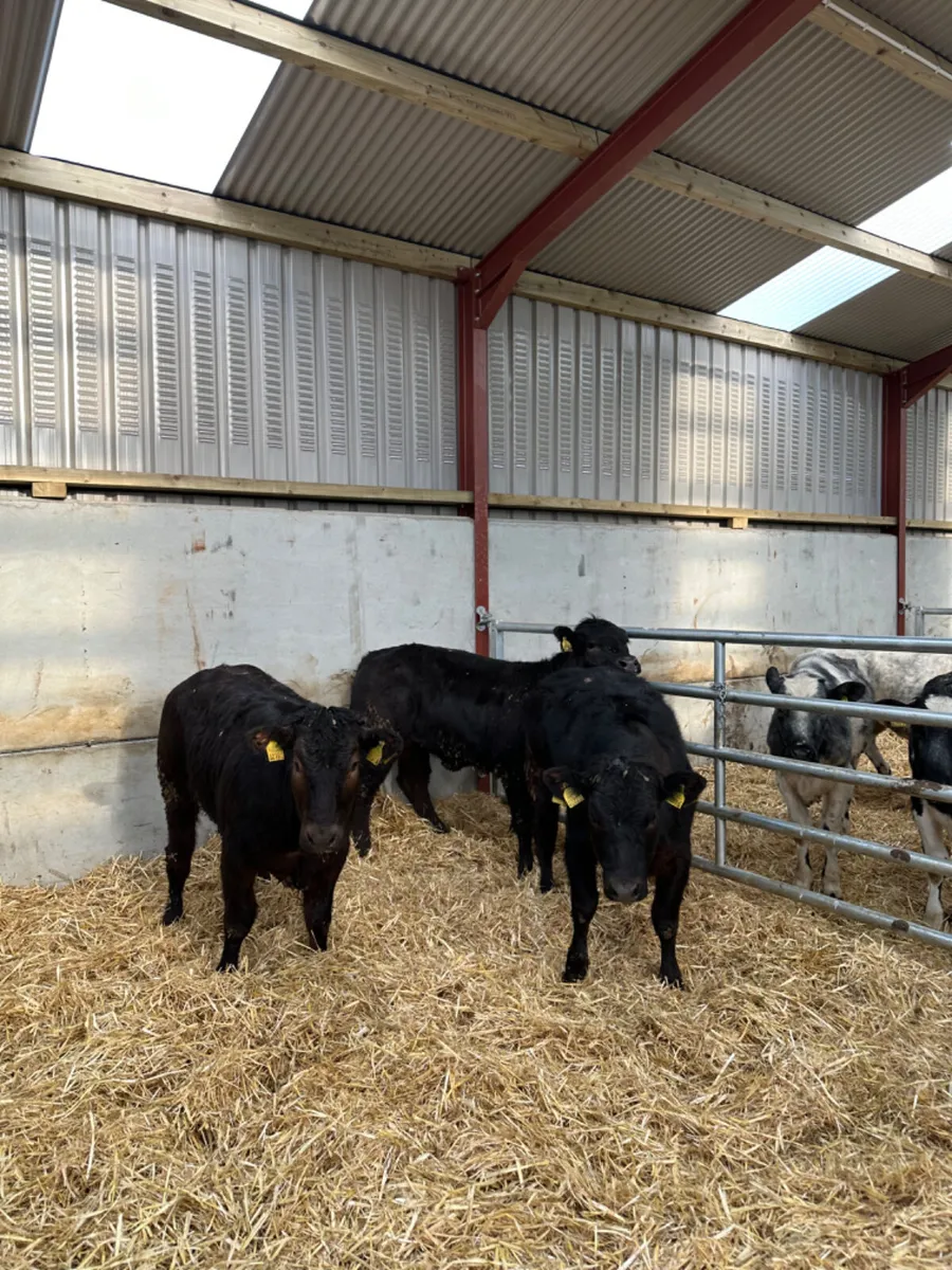 Lim heifers - Image 3