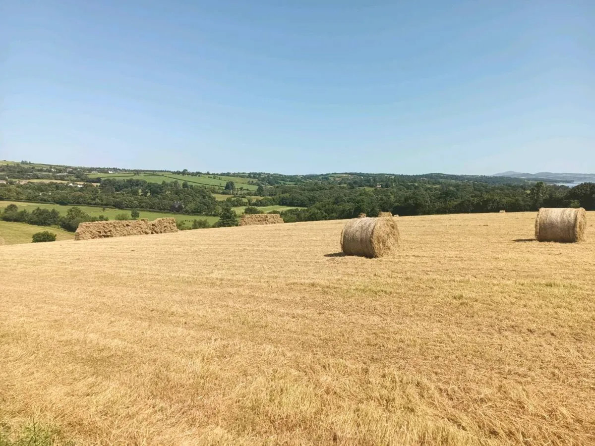 Hay and Silage for sale - Image 1