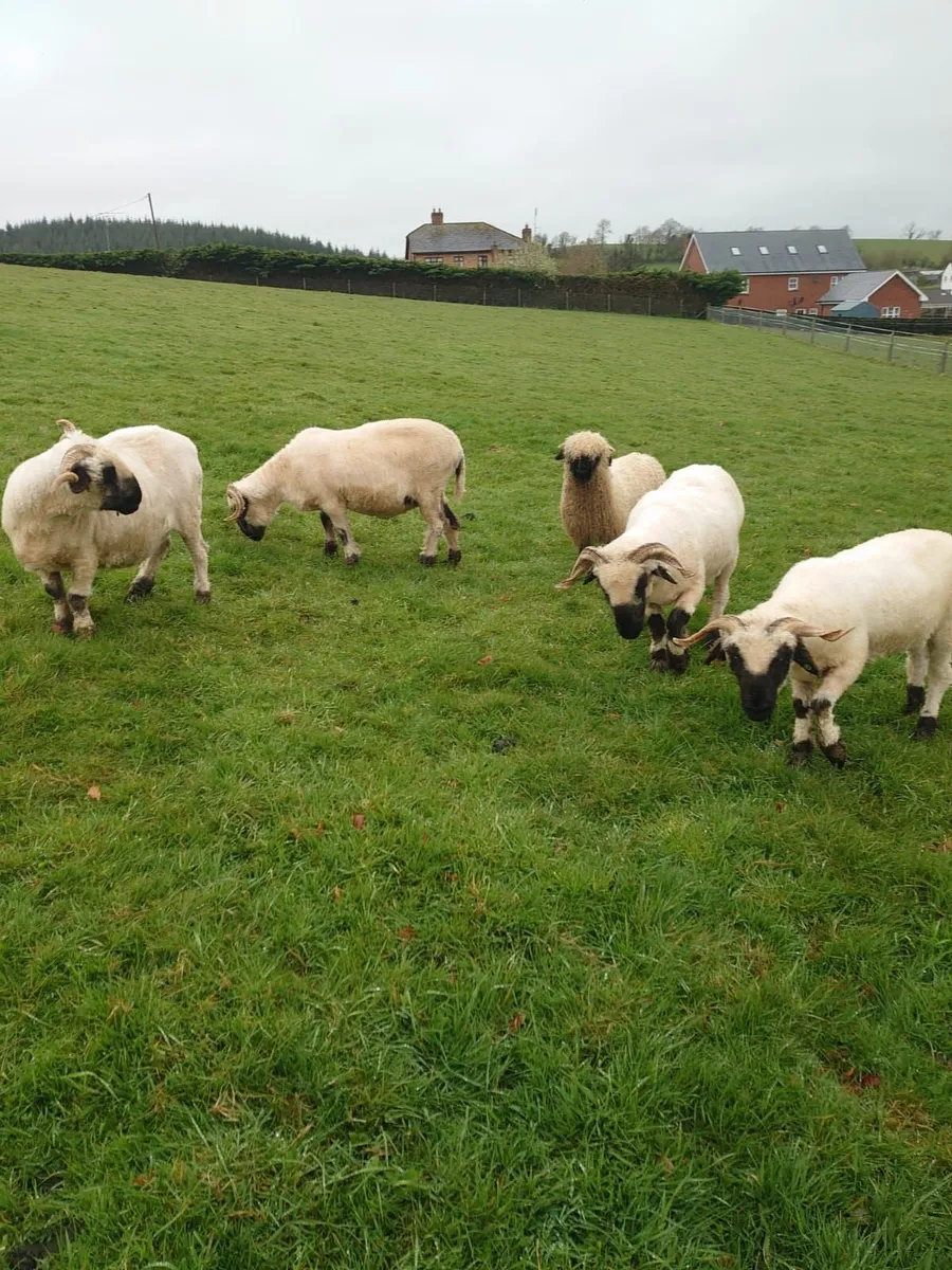 4 Valais Blacknose breeding ewe's for sale - Image 1